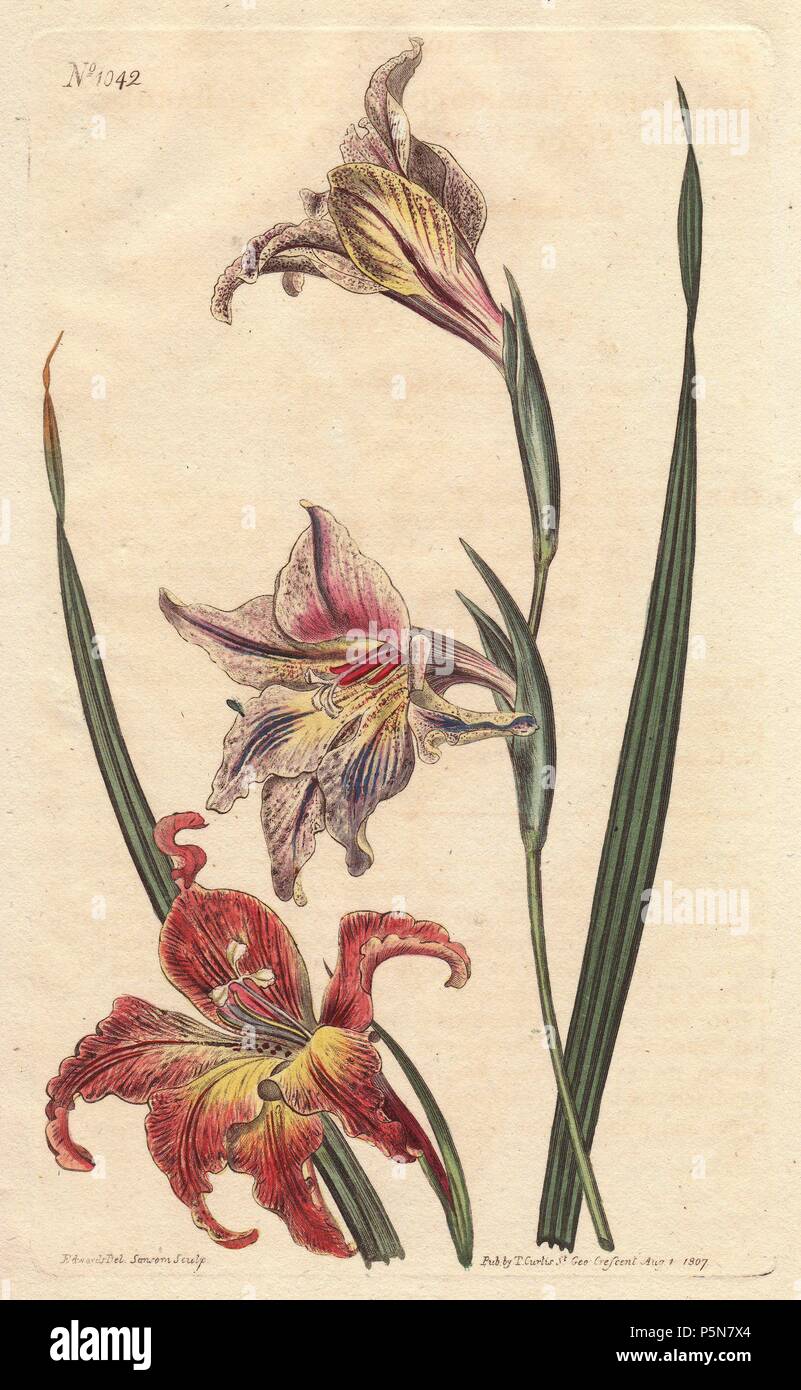 Large-flowered corn-flag or large brown afrikaner, with mottled flowers in scarlet and pale pink, native to South Africa.. . Gladiolus liliaceus (Gladiolus versicolor). . Handcolored copperplate engraving from a botanical illustration by Sydenham Edwards from William Curtis's 'Botanical Magazine' 1790-1800. Stock Photo