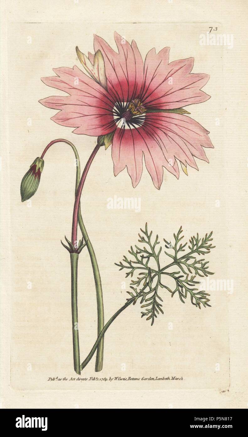 Large flowered monsonia, Monsonia speciosa, native to the Cape, South Africa. Handcolored copperplate engraving from a botanical illustration by James Sowerby from William Curtis's 'Botanical Magazine,' Lambeth, London, 1789. Stock Photo