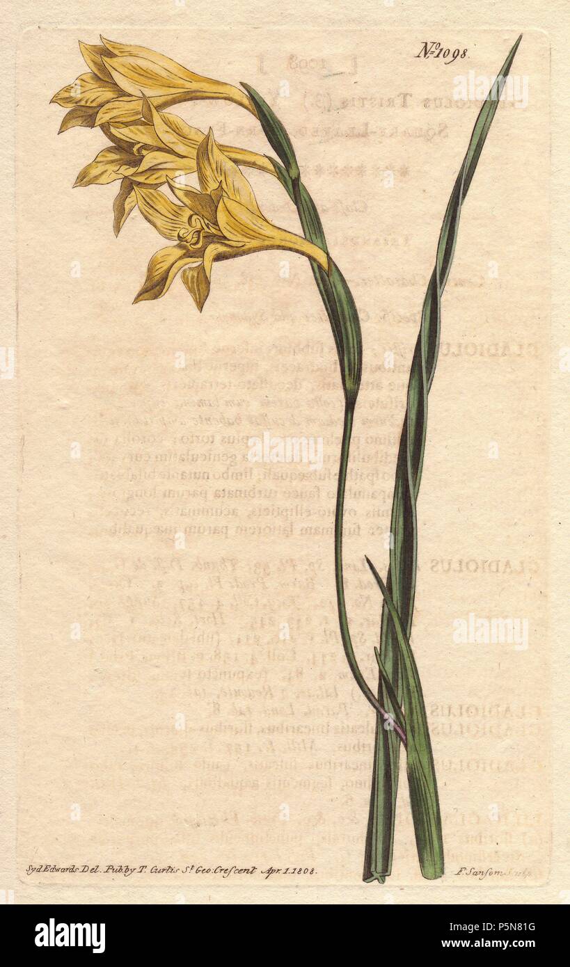 Yellow-flowered, square-leaved cornflag. . Gladiolus tristis. . Handcolored copperplate engraving by Sydenham Edwards from William Curtis's 'Botanical Magazine' (1808). Stock Photo