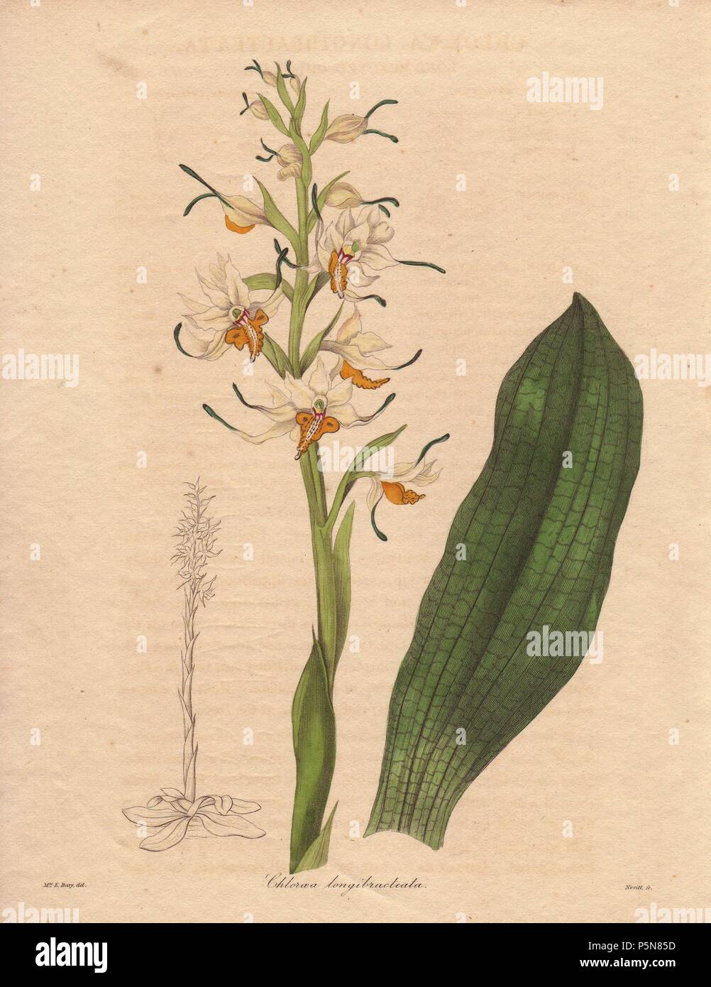 Chloraea or Gavilea longibracteata. . Long-bracted chloraea orchid, with white and yellow flowers.. . Benjamin Maund's The Botanist was a five-volume series that introduced 250 new plants from 1836 to 1842. The series is notable for its many female artists: the plates were drawn by Maund's daughters Sarah and Eliza, Augusta Withers, Priscilla Bury, Jane Taylor, Miss R. Mills among others. The other characteristic is partial colouring - many of the finely detailed copperplate engravings are left with part of the flower and leaves uncoloured. Stock Photo
