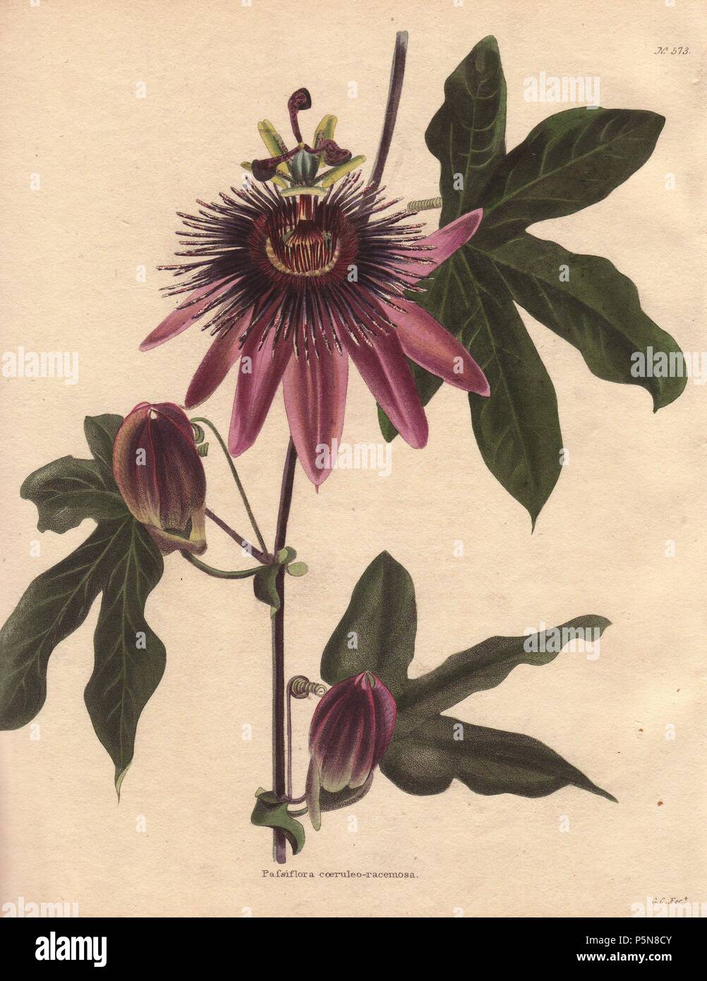 Passiflora caeruleo racemosa. Passionflower hybrid with deep purple flowers.. Conrad Loddiges and Sons published an illustrated catalogue of the nursery's plants entitled the Botanical Cabinet. The monthly magazine featured 10 hand-coloured illustrations and ran from 1817 to 1833 to total 2,000 plates. The publication introduced many exquisite camellias from China, exotic orchids and lilies from the New World, and about 100 varieties of heaths from South Africa, which were currently in vogue. (The Victorian era saw a series of manias for flowers - from roses and camellias to heaths, ferns and  Stock Photo