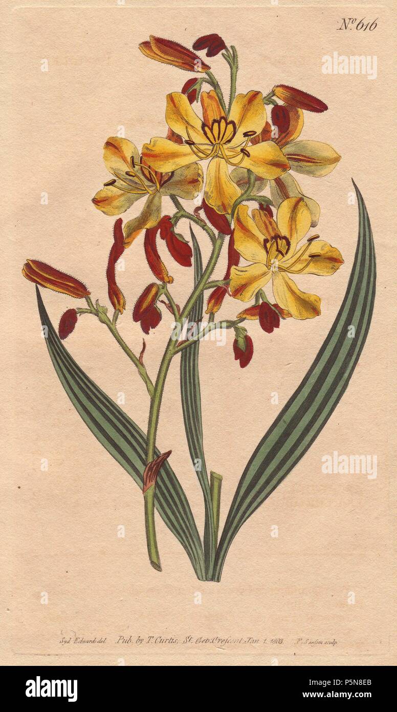 Panicled wachendorfia with vivid crimson and yellow flowers.. . Wachendorfia paniculata. . Handcolored copperplate engraving from a botanical illustration by Sydenham Edwards from William Curtis's 'Botanical Magazine' 1803. Stock Photo