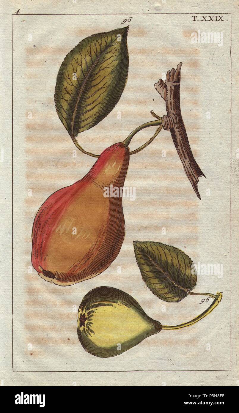 Pear varieties, Pyrus communis: Winterbirn 95 and Martin sec 96. Handcolored copperplate engraving of a botanical illustration from G. T. Wilhelm's 'Unterhaltungen aus der Naturgeschichte' (Encyclopedia of Natural History), Vienna, 1816. Gottlieb Tobias Wilhelm (1758-1811) was a Bavarian clergyman and naturalist in Augsburg, where the first edition was published. Stock Photo