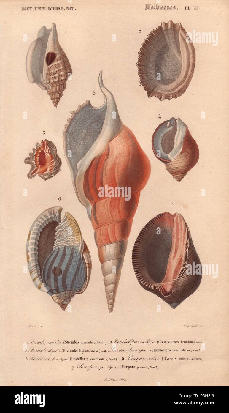 Decorative arrangement of seven shells including princely purple, ricinula, strombus, etc.. . Strombe variable : Strrombus variabilis. Conchelepas de Peru : Concholepas Peruvianus. Ricinale digitee : Ricinula digitata. Licorne levre epaisse : Monoceros crassilabrum. Rostellaire bec-argue : Rostellaria curvirostris. Casque rebre : Cassis undata. Pourpre presique : Purpura persica. . . Handcolored engraving by Pretre from Charles d'Orbigny's 'Dictionnaire Universel d'Histoire Naturelle' (Universal Dictionary of Natural History) 1849. Charles d'Orbigny (180676) was a French naturalist. His fathe Stock Photo
