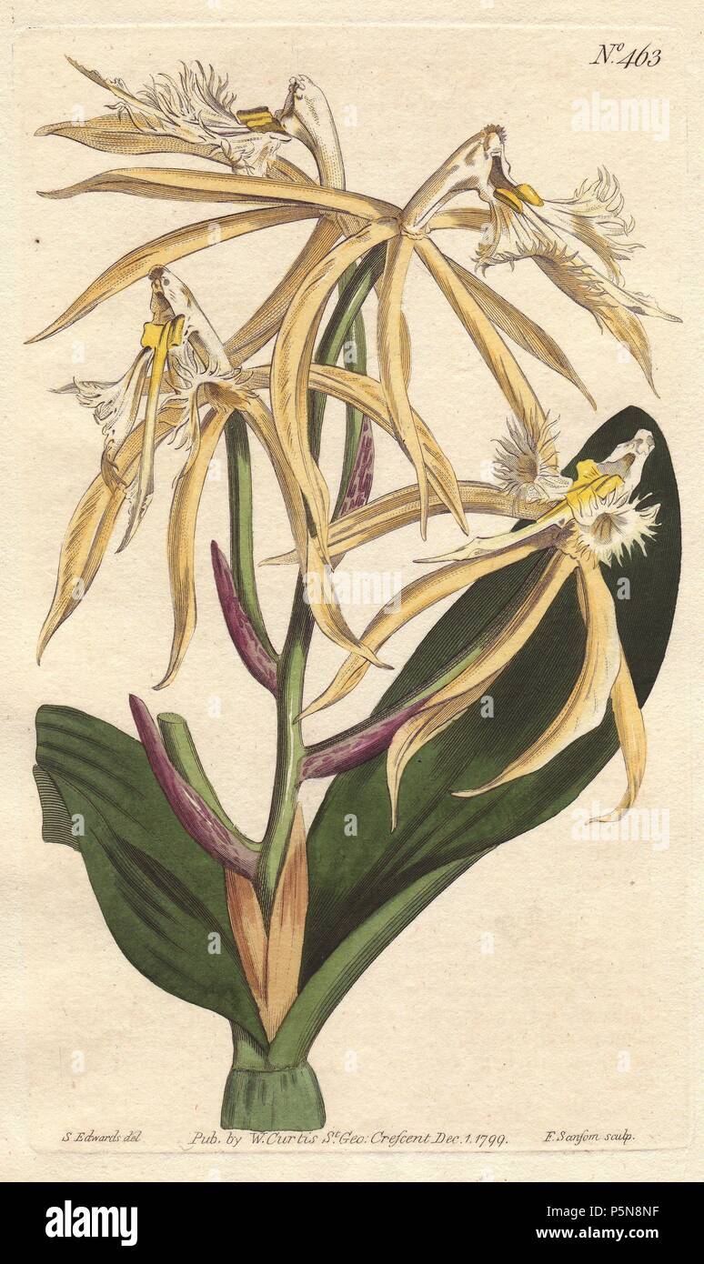 Fringed epidendrum orchid with pale yellow and white flowers. A native of the Americas and West Indies.. . Epidendrum ciliare. . Handcolored copperplate engraving from a botanical illustration by Sydenham Edwards from William Curtis's "Botanical Magazine" 1799. Stock Photo
