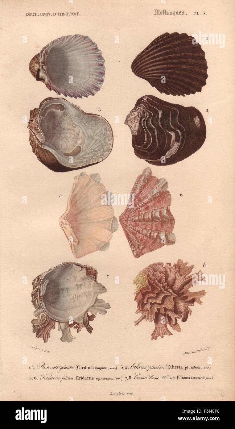 Variety of colorful shells including Cardium, Etheria, Tridacna and Chama shells.. . Bucarde geante : Cardium magnum. Etherie plombee : Etheria plumbea. Tridacne faitiere : Tridacna squammosa. Came corne de Daim : Chama damaecornis. . Handcolored engraving from Charles d'Orbigny's "Dictionnaire Universel d'Histoire Naturelle" (Universal Dictionary of Natural History) 1849. Charles d'Orbigny (1806~76) was a French naturalist. His father Charles Marie was a doctor in the French army and his elder brother Alcide was a famous naturalist and paleontologist. Charles started his studies at La Rochell Stock Photo