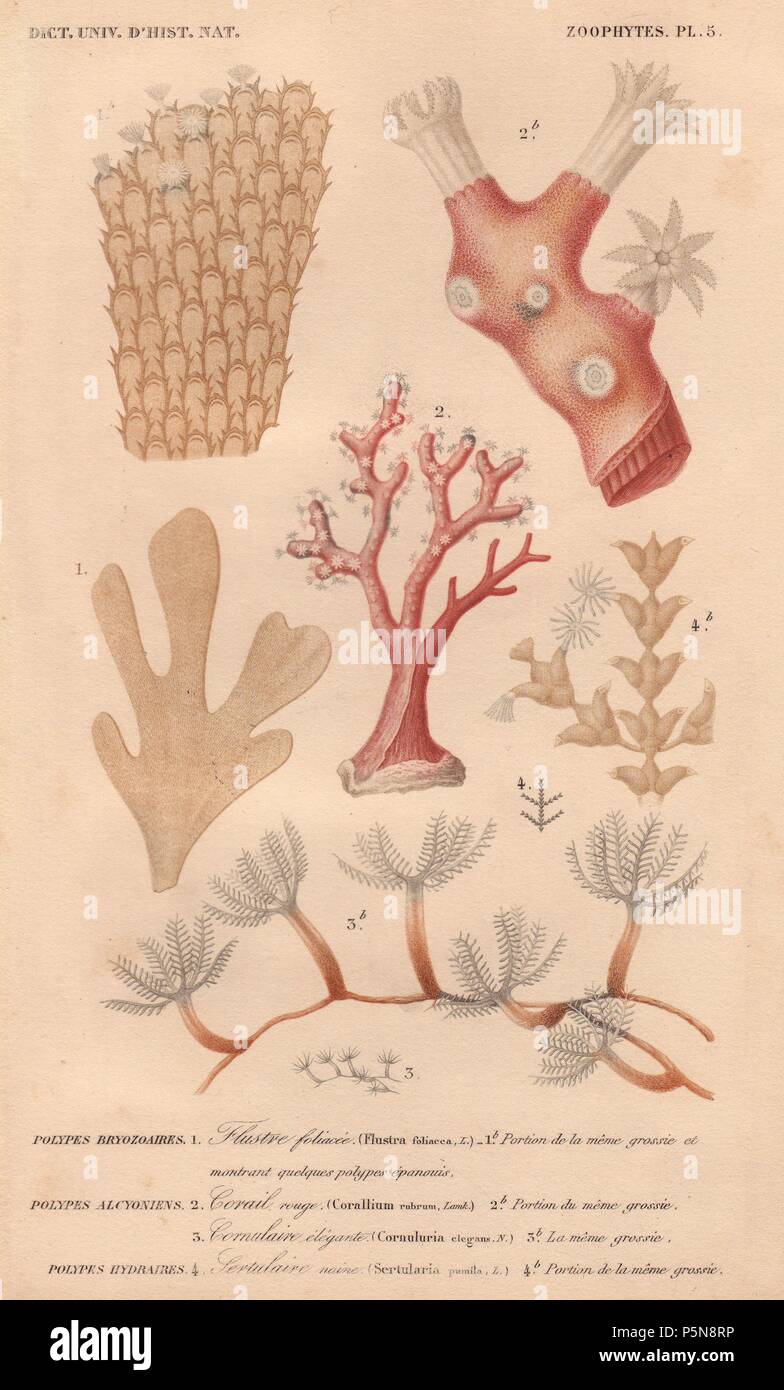 Different types of corals and bryozoans including hornwrack (Flustra foliacea), precious coral or red coral (Corallium rubrum), soft coral (Cornuluria elegans) and fan coral (Sertularia pumila). . . Handcolored engraving from Charles d'Orbigny's 'Dictionnaire Universel d'Histoire Naturelle' (Universal Dictionary of Natural History) 1849. Charles d'Orbigny (180676) was a French naturalist. His father Charles Marie was a doctor in the French army and his elder brother Alcide was a famous naturalist and paleontologist. Charles started his studies at La Rochelle then left to study medicine in Par Stock Photo
