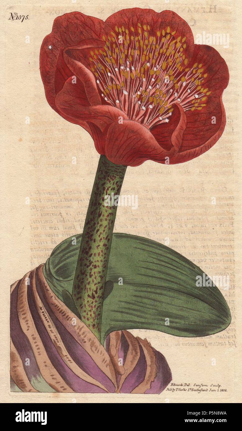 Salmon-colored blood flower with large deep scarlet flower. Native of South Africa.. . Haemanthus coccineus. . Handcolored copperplate engraving from a botanical illustration by Sydenham Edwards from William Curtis's 'Botanical Magazine' 1790-1805. Stock Photo