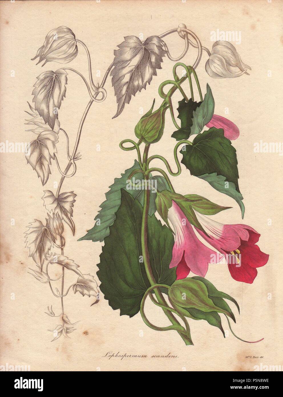 Lophospermum scandens. . Climbing lophospermum with pink and purplish flowers. . 'Mr. Bates found it growing very generally over bushes in Mexico. Our present plant first flowered in the collection of Charles Tayleure of Toxteth Park, who presented it to Liverpool Botanic Garden. Specimens were handed to Mrs. E. Bury of Everton, to whose kindness and talent we are indebted for the present delineation.'. . Illustration by Mrs. Priscilla Bury, with partly coloured plant and flowers, and uncoloured engraving of the stalk and leaves at left.. . Benjamin Maund's The Botanist was a five-volume serie Stock Photo