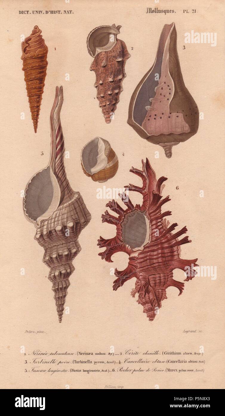 Colorful Murex, Nerinaea, Cerithium, Turbinella, Cancellaria and Fusus shells. . Nerinee tuberculeuse : Nerinaea nodosa. Cerite chenille : Cerithium aluco. Turbinelle poire : Turbinella pyrum. Cancellaire obtuse : Cancellaria obtusa. Fuseau longirostre : Fusus longirostris. Rocher palme de Rosier : Murex palma rosae. . Handcolored engraving from Charles d'Orbigny's 'Dictionnaire Universel d'Histoire Naturelle' (Universal Dictionary of Natural History) 1849. Charles d'Orbigny (180676) was a French naturalist. His father Charles Marie was a doctor in the French army and his elder brother Alcide Stock Photo