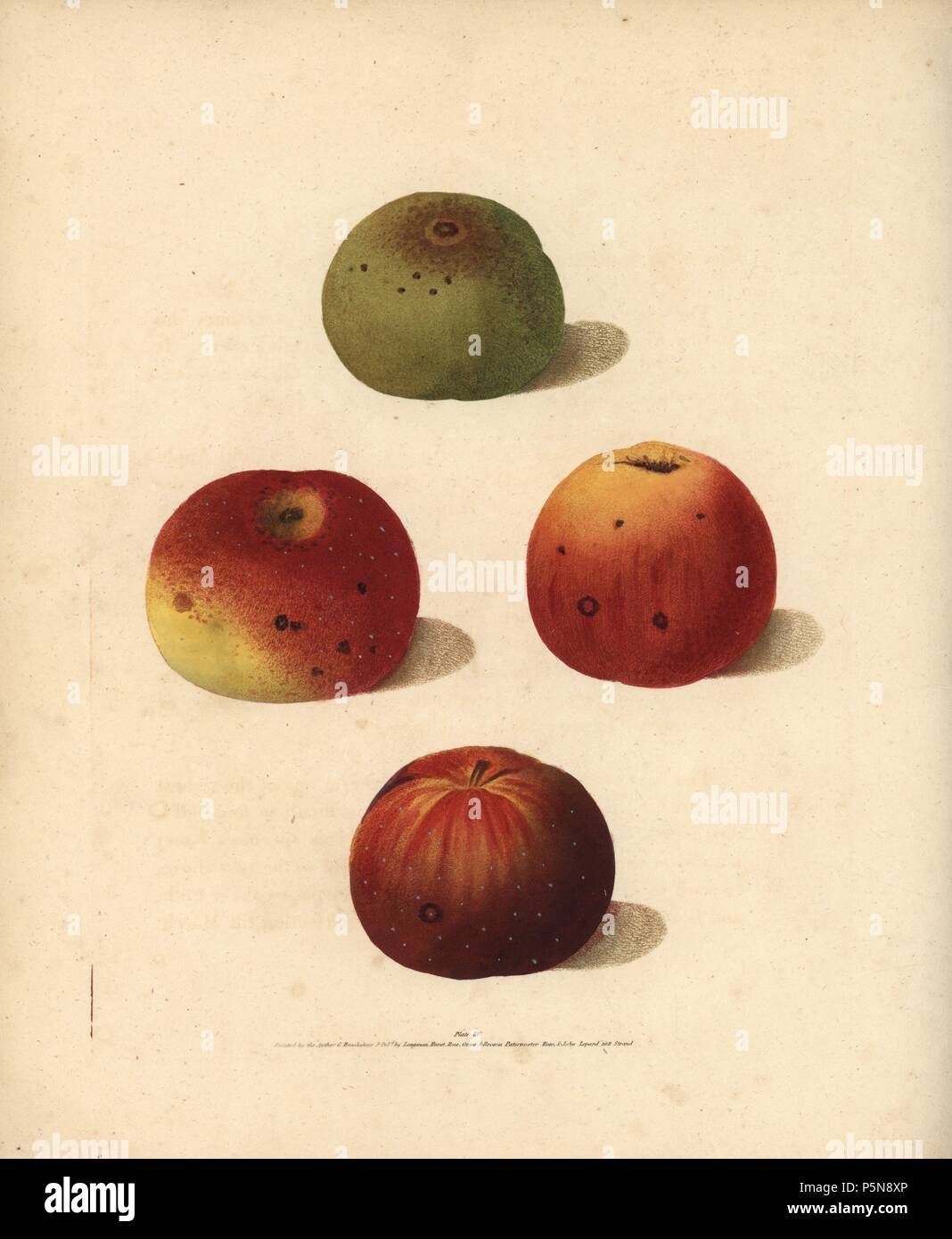 Apple varieties, Malus domestica: Brown's Pippin, Fenn's Pippin, True Aromatic Pippin and Spitzburgh Pippin. Handcoloured stipple engraving of an illustration by George Brookshaw from his own 'Pomona Britannica,' London, Longman, Hurst, etc., 1817. The quarto edition of the original folio edition published from 1804-1812. Brookshaw (1751-1823) was a successful cabinet maker who disappeared in the 1790s before returning as a flower painter with the anonymous 'New Treatise on Flower Painting,' 1797. Stock Photo