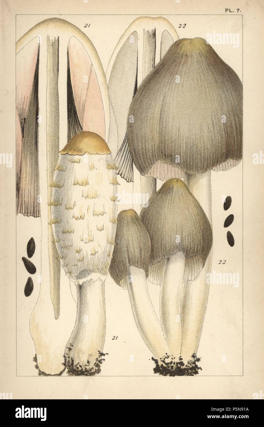 Shaggy ink cap, Coprinus comatus 21 and common ink cap mushroom, C. atramentarius 22. Chromolithograph after an illustration by M. C. Cooke from his own 'British Edible Fungi, how to distinguish and how to cook them,' London, Kegan Paul, 1891. Mordecai Cubitt Cooke (1825-1914) was a British botanist, mycologist and artist. He was curator a the India Musuem from 1860 to 1879, when he transferred along with the botanical collection to the Royal Botanic Gardens, Kew. Stock Photo
