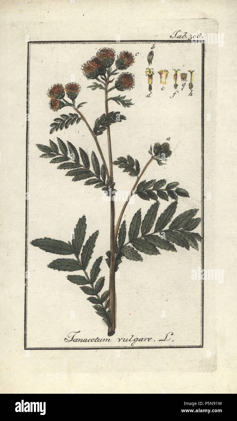 Tansy, Tanacetum vulgare. Handcoloured copperplate botanical engraving from Johannes Zorn's 'Afbeelding der Artseny-Gewassen,' Jan Christiaan Sepp, Amsterdam, 1796. Zorn first published his illustrated medical botany in Nurnberg in 1780 with 500 plates, and a Dutch edition followed in 1796 published by J.C. Sepp with an additional 100 plates. Zorn (1739-1799) was a German pharmacist and botanist who collected medical plants from all over Europe for his 'Icones plantarum medicinalium' for apothecaries and doctors. Stock Photo