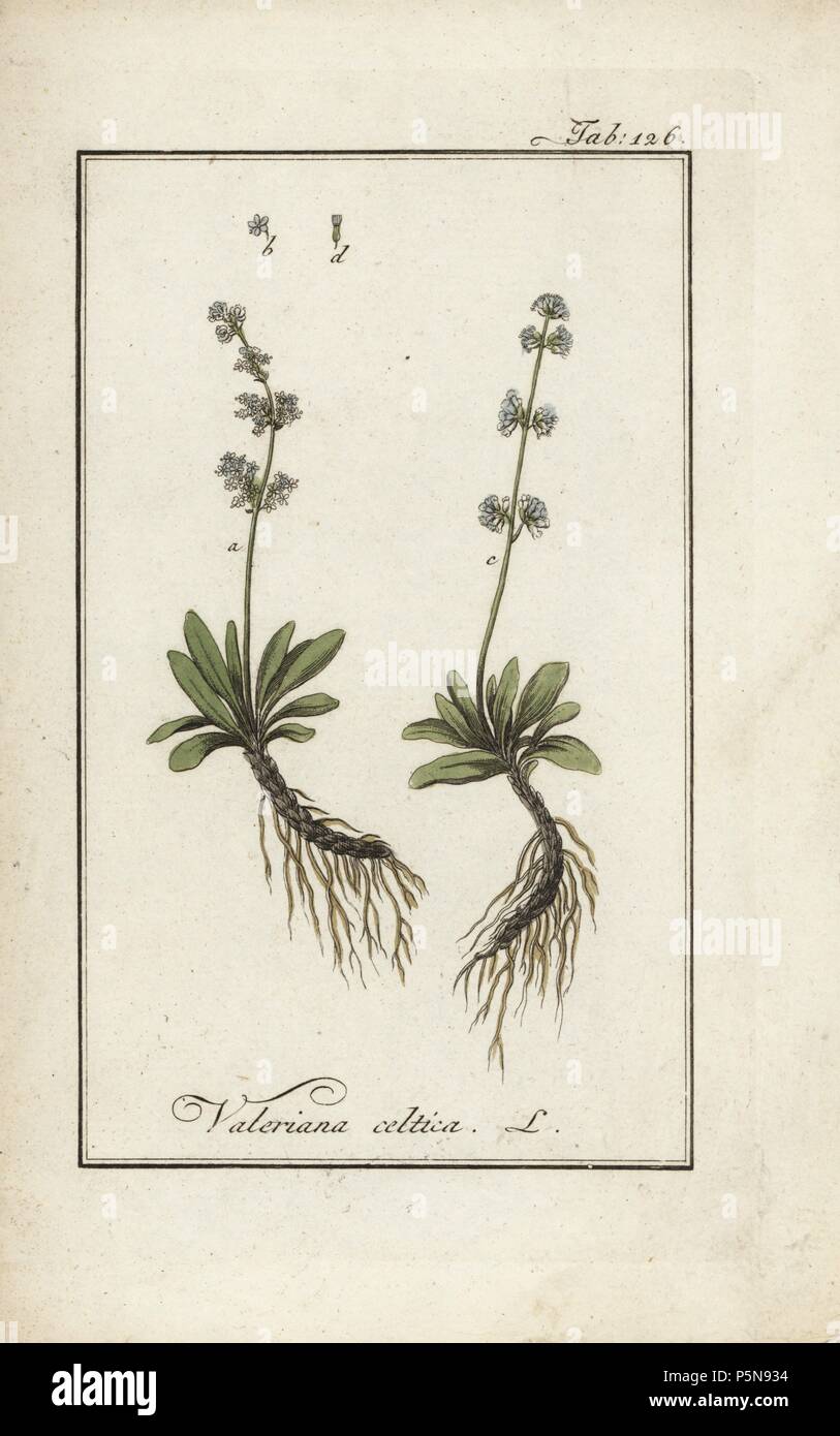 Alpine valerian, Valeriana celtica, native to Europe. Handcoloured ...