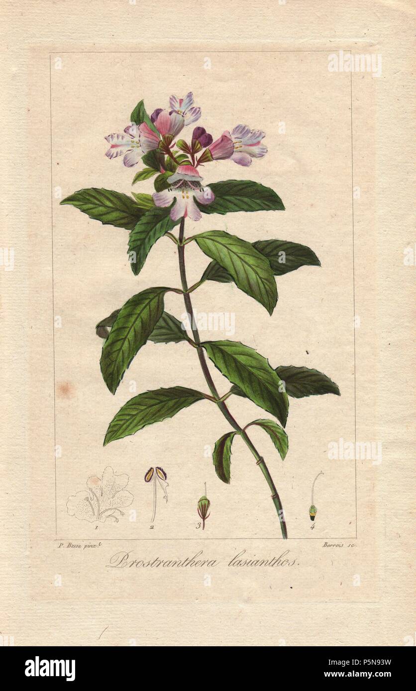 Victorian Christmas bush, Prostranthera lasianthos, native to Australia. Handcoloured stipple engraving on copper by Barrois from a botanical illustration by Pancrace Bessa from Mordant de Launay's 'Herbier General de l'Amateur,' Audot, Paris, 1820. The Herbier was published from 1810 to 1827 and edited by Mordant de Launay and Loiseleur-Deslongchamps. Bessa (1772-1830s), along with Redoute and Turpin, is considered one of the greatest French botanical artists of the 19th century. Stock Photo