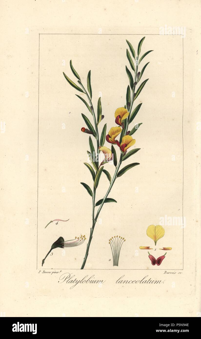Platylobium lanceolatum, native to Australia. Handcoloured stipple engraving on copper by Barrois from a botanical illustration by Pancrace Bessa from Mordant de Launay's 'Herbier General de l'Amateur,' Audot, Paris, 1820. The Herbier was published from 1810 to 1827 and edited by Mordant de Launay and Loiseleur-Deslongchamps. Bessa (1772-1830s), along with Redoute and Turpin, is considered one of the greatest French botanical artists of the 19th century. Stock Photo