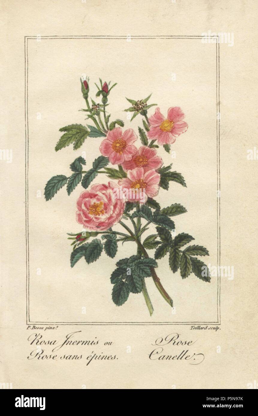 Thornless pink rose, Rosa inermis, and cinnamon rose, Rosa cinnamomea. Handcoloured illustration by Pancrace Bessa stipple engraved by Teillard from Charles Malo's 'Histoire des Roses,' Paris, 1818. A gift book for ladies with 12 miniature botanicals by Bessa, one of the great French flower painters of the 19th century. Stock Photo