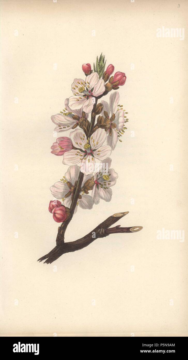 Almond blossom, Amygdalus communis. Handcoloured botanical illustration drawn and engraved by William Clark from Rebecca Hey's 'Moral of Flowers,' London, Longman, Rees, 1833. Rebecca Hey was a Victorian writer, poet and artist who wrote 'Spirit of the Woods' 1837 and 'Recollections of the Lakes' 1841. William Clark was former draughtsman to the London Horticultural Society and illustrated many botanical books in the 1820s and 1830s. Stock Photo