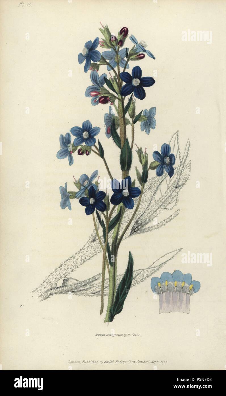 Italian bugloss, Anchusa azurea. Handcoloured botanical illustration drawn and engraved by William Clark from Richard Morris's 'Flora Conspicua' London, Longman, Rees, 1826. William Clark was former draughtsman to the London Horticultural Society and illustrated many botanical books in the 1820s and 1830s. Stock Photo