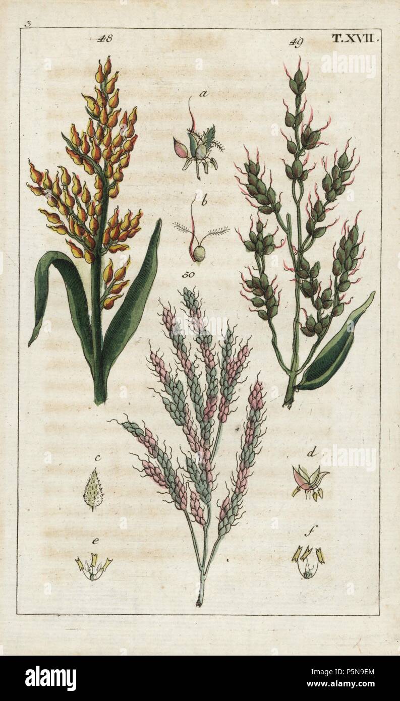 Sorghum, Sorghum bicolor 48 and Holcus saccharatus 49, and Johnson grass, Sorghum halepense 50. Handcolored copperplate engraving of a botanical illustration from G. T. Wilhelm's 'Unterhaltungen aus der Naturgeschichte' (Encyclopedia of Natural History), Augsburg, 1811. Gottlieb Tobias Wilhelm (1758-1811) was a clergyman and naturalist in Augsburg, Bavaria. Stock Photo