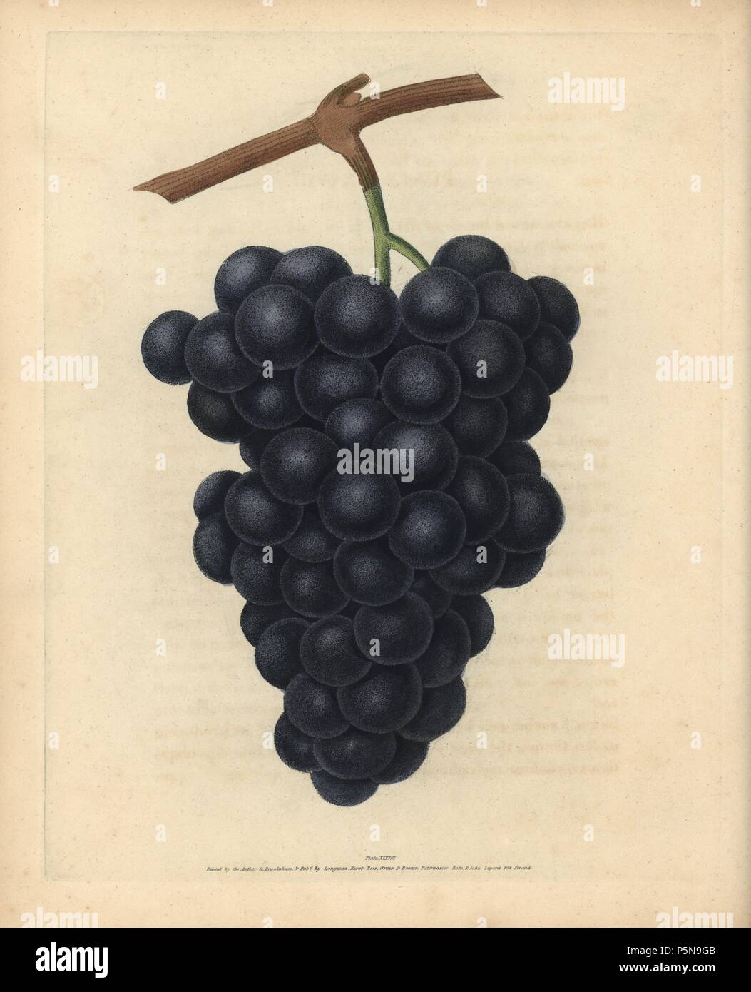 Black Hamburgh grapes, Vitis vinifera. Handcoloured stipple engraving of an illustration by George Brookshaw from his own 'Pomona Britannica,' London, Longman, Hurst, etc., 1817. The quarto edition of the original folio edition published from 1804-1812. Brookshaw (1751-1823) was a successful cabinet maker who disappeared in the 1790s before returning as a flower painter with the anonymous 'New Treatise on Flower Painting,' 1797. Stock Photo