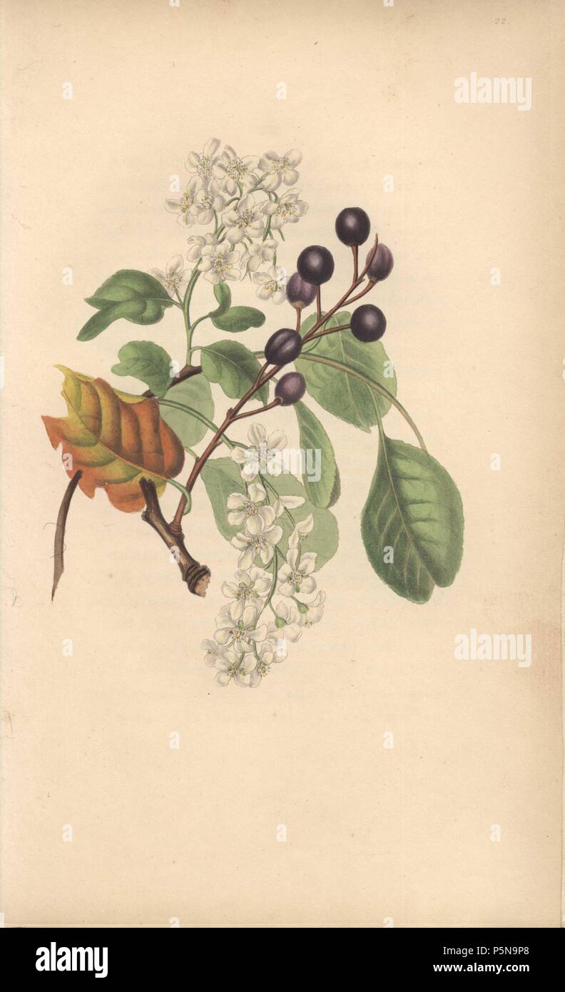 Bird cherry with flowers and fruit and dried autumn leaf, Prunus padus. Handcoloured botanical illustration drawn from nature by Mrs. Rebecca Hey from her own 'Spirit of the Woods,' London, Longman, Rees, 1837. Rebecca Hey was a Victorian writer, poet and artist who wrote 'Moral of Flowers' 1833 and 'Recollections of the Lakes' 1841. The plates were probably engraved by William Clark, former draughtsman to the London Horticultural Society, and engraver on Hey's previous book. Stock Photo