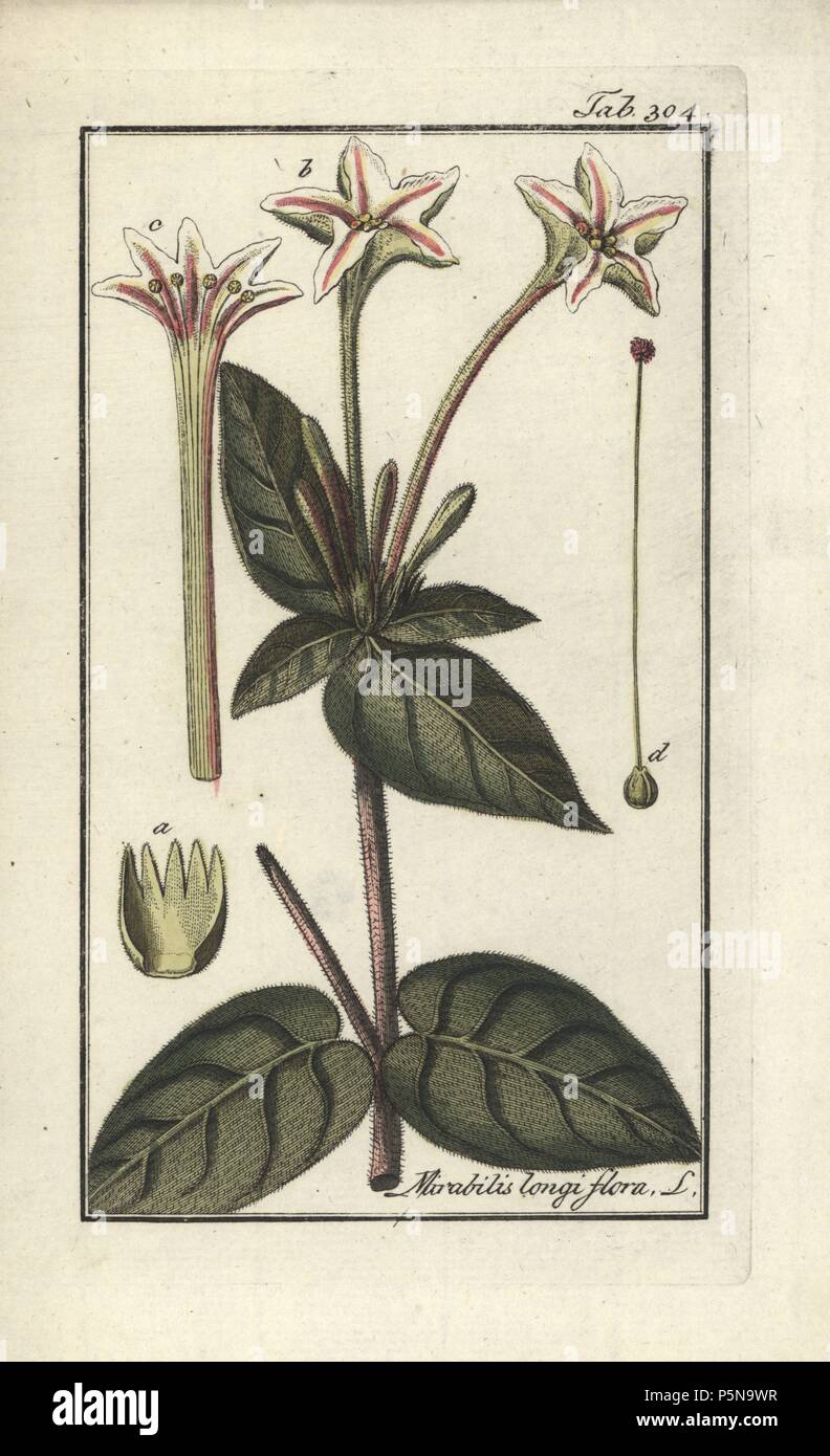 Sweet four o'clock, Mirabilis longiflora. Handcoloured copperplate botanical engraving from Johannes Zorn's 'Afbeelding der Artseny-Gewassen,' Jan Christiaan Sepp, Amsterdam, 1796. Zorn first published his illustrated medical botany in Nurnberg in 1780 with 500 plates, and a Dutch edition followed in 1796 published by J.C. Sepp with an additional 100 plates. Zorn (1739-1799) was a German pharmacist and botanist who collected medical plants from all over Europe for his 'Icones plantarum medicinalium' for apothecaries and doctors. Stock Photo