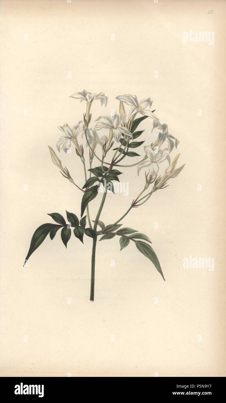 Jasmine, Jasminum officinale. Handcoloured botanical illustration drawn and engraved by William Clark from Rebecca Hey's 'Moral of Flowers,' London, Longman, Rees, 1833. Mrs. Rebecca Hey was a Victorian writer, poet and artist who wrote 'Spirit of the Woods' 1837 and 'Recollections of the Lakes' 1841. William Clark was former draughtsman to the London Horticultural Society and illustrated many botanical books in the 1820s and 1830s. Stock Photo