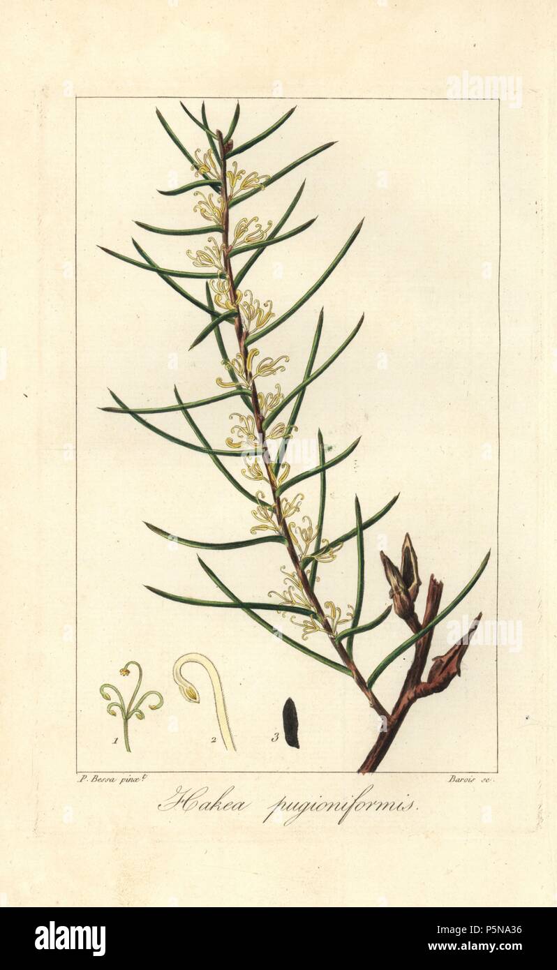 Dagger hakea, Hakea teretifolia, prickly shrub native to Australia. Handcoloured stipple engraving on copper by Barrois from a botanical illustration by Pancrace Bessa from Mordant de Launay's 'Herbier General de l'Amateur,' Audot, Paris, 1820. The Herbier was published from 1810 to 1827 and edited by Mordant de Launay and Loiseleur-Deslongchamps. Bessa (1772-1830s), along with Redoute and Turpin, is considered one of the greatest French botanical artists of the 19th century. Stock Photo