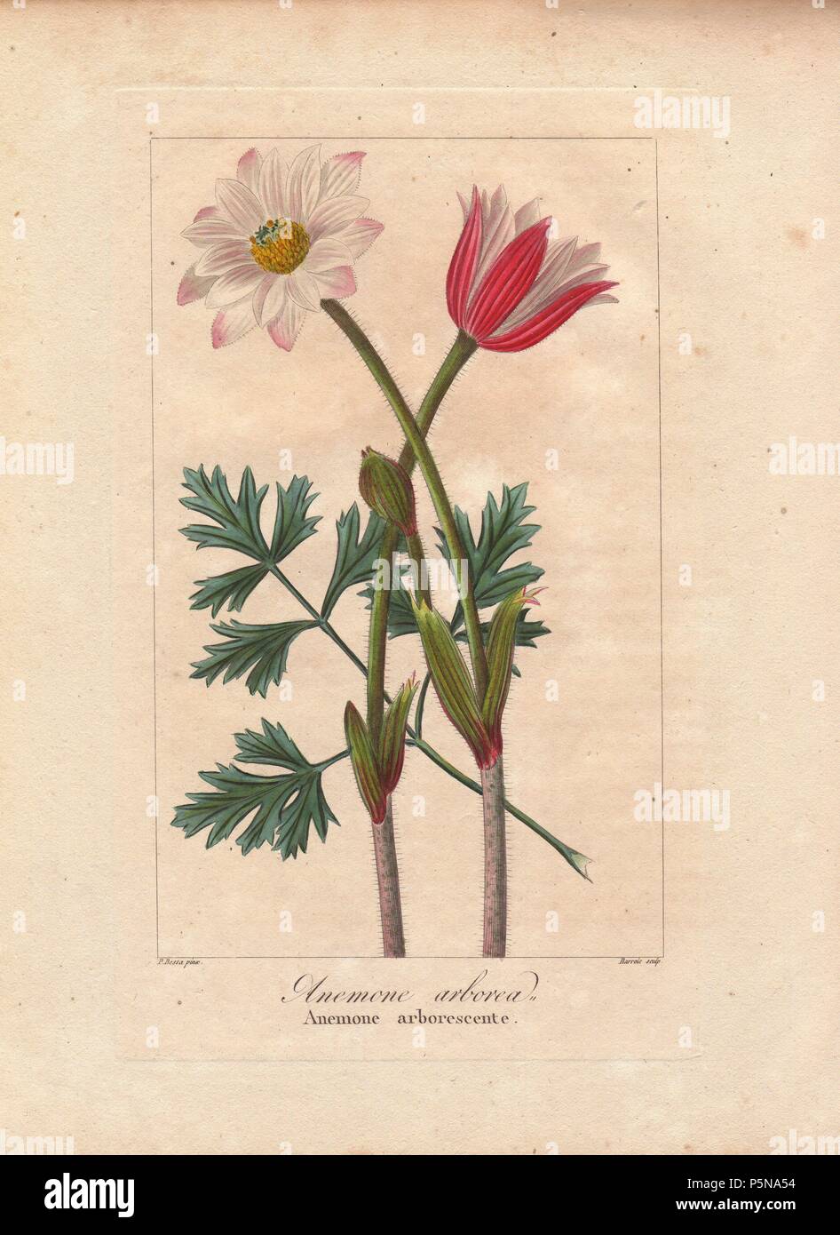 Cape anemone, Anemone tenuifolia, native to South Africa. Handcoloured stipple engraving on copper by Barrois from a botanical illustration by Pancrace Bessa from Mordant de Launay's 'Herbier General de l'Amateur,' Audot, Paris, 1820. The Herbier was published from 1810 to 1827 and edited by Mordant de Launay and Loiseleur-Deslongchamps. Bessa (1772-1830s), along with Redoute and Turpin, is considered one of the greatest French botanical artists of the 19th century. Stock Photo