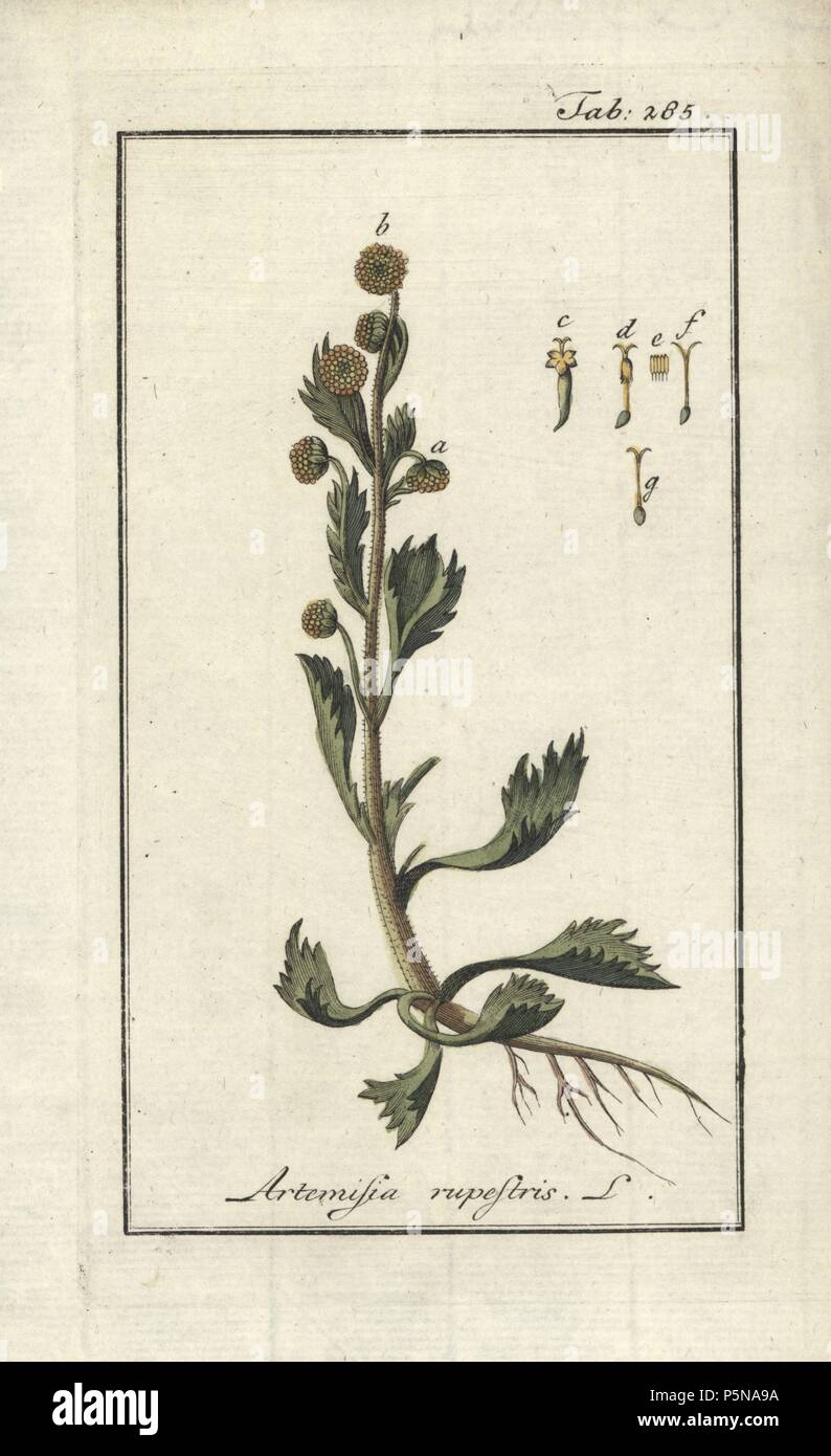 Rock wormwood, Artemisia rupestris. Handcoloured copperplate botanical engraving from Johannes Zorn's 'Afbeelding der Artseny-Gewassen,' Jan Christiaan Sepp, Amsterdam, 1796. Zorn first published his illustrated medical botany in Nurnberg in 1780 with 500 plates, and a Dutch edition followed in 1796 published by J.C. Sepp with an additional 100 plates. Zorn (1739-1799) was a German pharmacist and botanist who collected medical plants from all over Europe for his 'Icones plantarum medicinalium' for apothecaries and doctors. Stock Photo