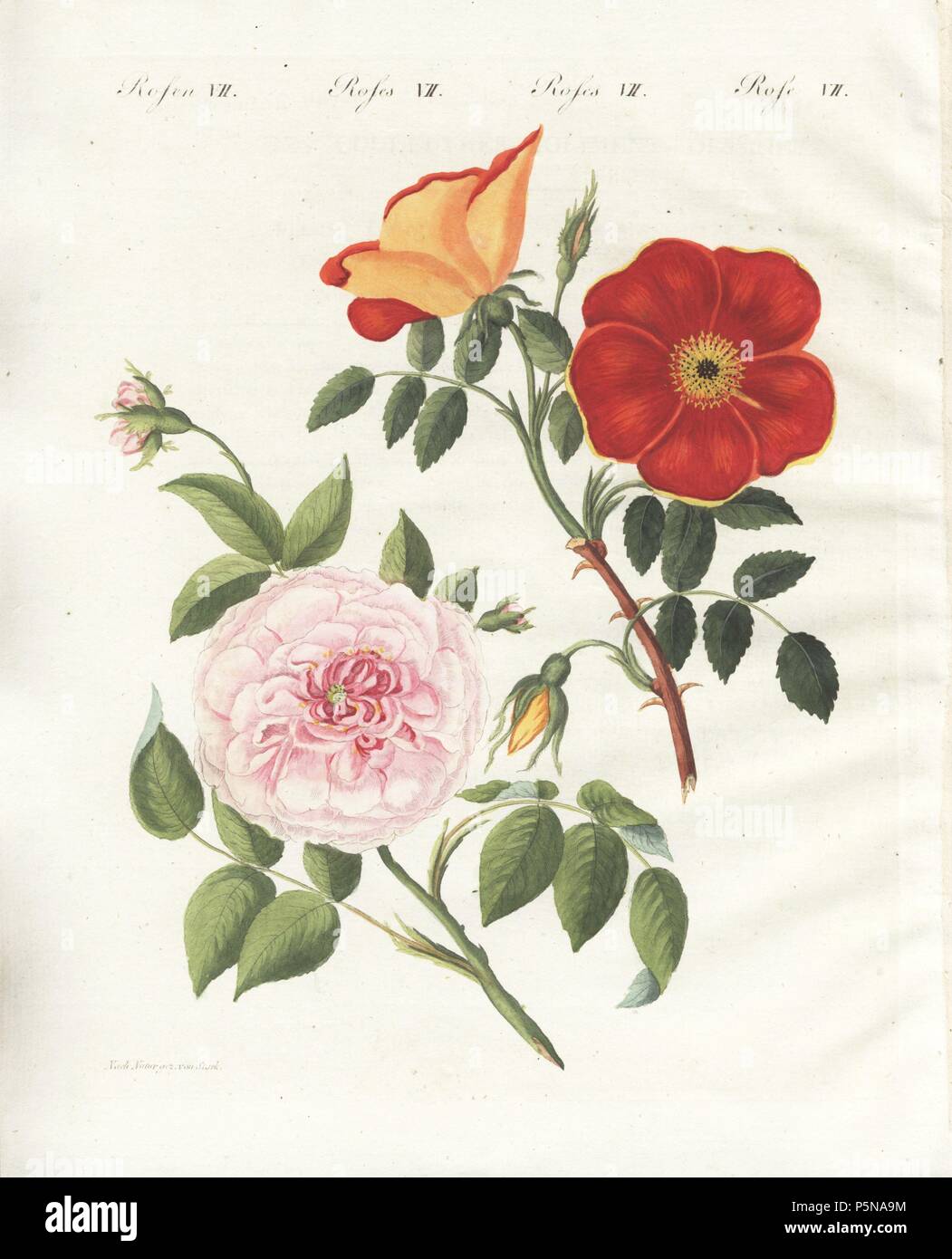 Austrian copper rose, Rosa punicea, and white virgin rose, Rosa truncata virginalis. Handcoloured copperplate engraving from an illustration drawn from nature by Stark from Bertuch's 'Bilderbuch fur Kinder' (Picture Book for Children), Weimar, 1790-1830. Friedrich Johann Bertuch (1747-1822) was a German publisher and man of arts most famous for his 12-volume encyclopedia for children illustrated with 1,200 engraved plates on natural history, science, costume, mythology, etc. Stock Photo