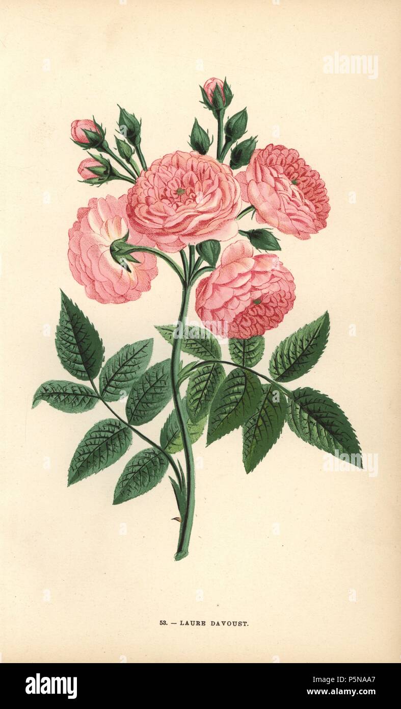 Laure Davoust rose, hybrid of the Rosa multiflora, appeared on the market in 1834. Chromolithograph drawn and lithographed after nature by F. Grobon from Hippolyte Jamain and Eugene Forney's 'Les Roses,' Paris, J. Rothschild, 1873. Jamain was a rose grower and Forney a professor of arboriculture. François Frédéric Grobon (1815-1901) ran his own atelier and illustrated 'Fleurs' after Redoute with his brother Anthelme as the Grobon freres. Stock Photo