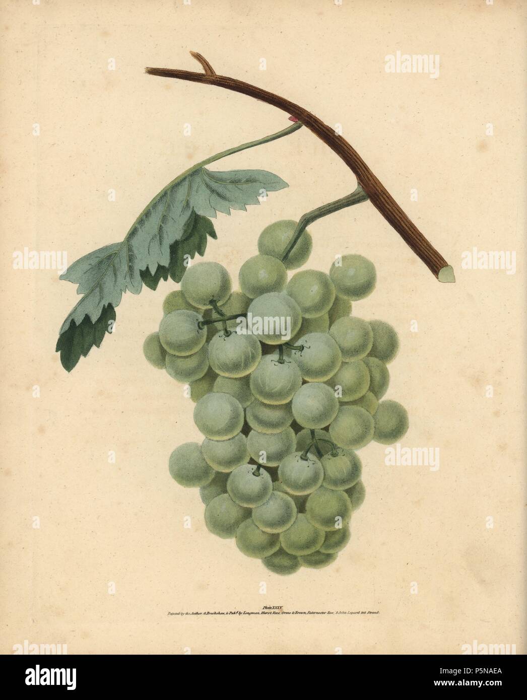 White sweet water grape, Vitis vinifera. Handcoloured stipple engraving of an illustration by George Brookshaw from his own 'Pomona Britannica,' London, Longman, Hurst, etc., 1817. The quarto edition of the original folio edition published from 1804-1812. Brookshaw (1751-1823) was a successful cabinet maker who disappeared in the 1790s before returning as a flower painter with the anonymous 'New Treatise on Flower Painting,' 1797. Stock Photo