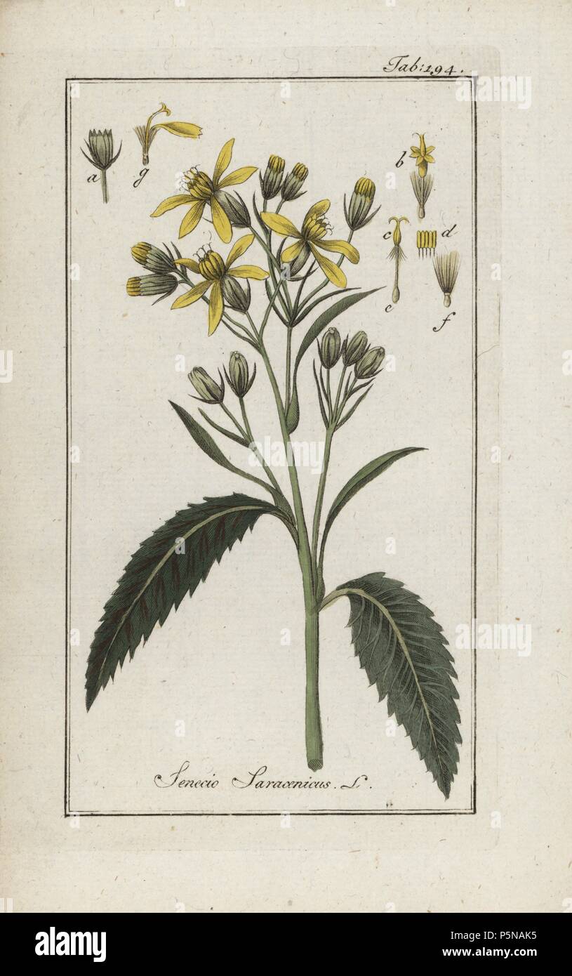 Saracens' consound, Senecio saracenicus, anciently used to heal wounds. Handcoloured copperplate botanical engraving from Johannes Zorn's 'Afbeelding der Artseny-Gewassen,' Jan Christiaan Sepp, Amsterdam, 1796. Zorn first published his illustrated medical botany in Nurnberg in 1780 with 500 plates, and a Dutch edition followed in 1796 published by J.C. Sepp with an additional 100 plates. Zorn (1739-1799) was a German pharmacist and botanist who collected medical plants from all over Europe for his 'Icones plantarum medicinalium' for apothecaries and doctors. Stock Photo