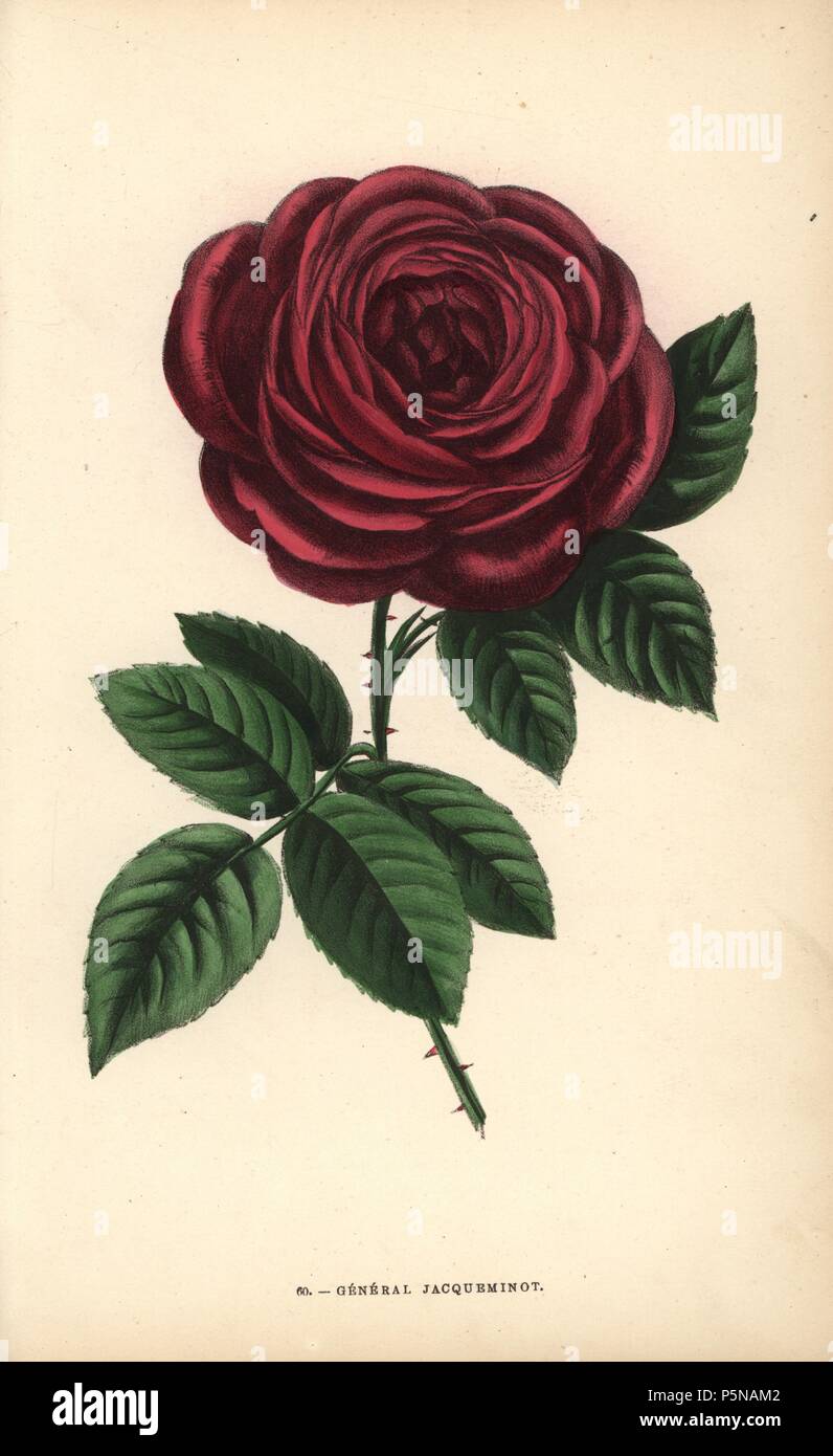 General Jacqueminot rose, hybrid produced in 1853 by Roussel, an amateur  rose grower from Meudon. Chromolithograph drawn and lithographed after  nature by F. Grobon from Hippolyte Jamain and Eugene Forney's "Les Roses,"
