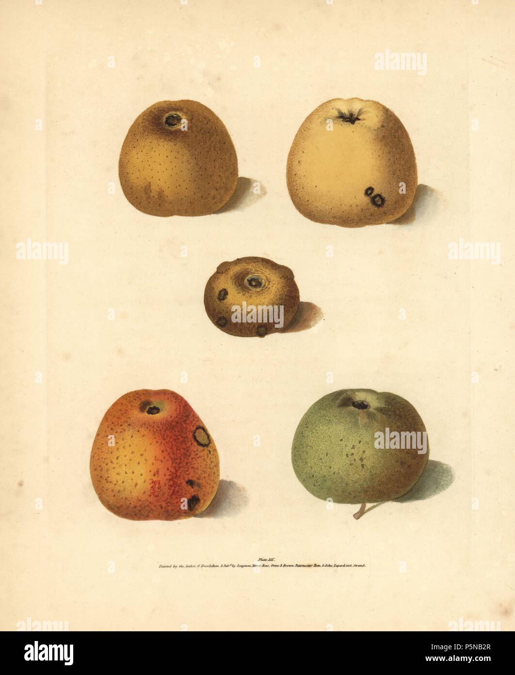 Apple varieties, Malus domestica: Franklin's Golden Pippin, Blanchard's Pippin, Golden Pippin, Golden Knob, and Robertson's Pippin. Handcoloured stipple engraving of an illustration by George Brookshaw from his own 'Pomona Britannica,' London, Longman, Hurst, etc., 1817. The quarto edition of the original folio edition published from 1804-1812. Brookshaw (1751-1823) was a successful cabinet maker who disappeared in the 1790s before returning as a flower painter with the anonymous 'New Treatise on Flower Painting,' 1797. Stock Photo
