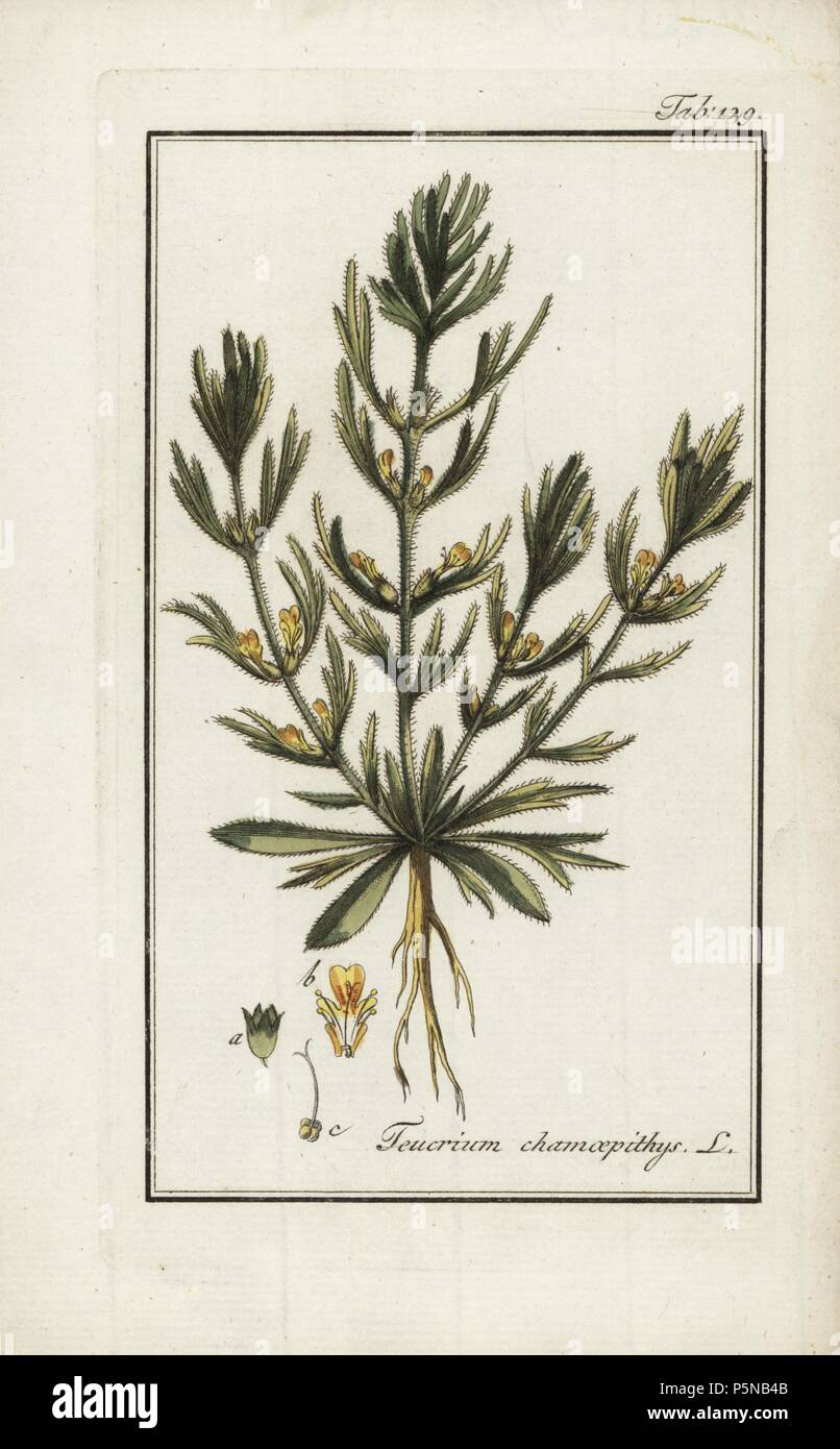 Yellow bugle, Ajuga chamaepitys, native to Europe and north Africa. Handcoloured copperplate botanical engraving from Johannes Zorn's "Afbeelding der Artseny-Gewassen," Jan Christiaan Sepp, Amsterdam, 1796. Zorn first published his illustrated medical botany in Nurnberg in 1780 with 500 plates, and a Dutch edition followed in 1796 published by J.C. Sepp with an additional 100 plates. Zorn (1739-1799) was a German pharmacist and botanist who collected medical plants from all over Europe for his "Icones plantarum medicinalium" for apothecaries and doctors. Stock Photo