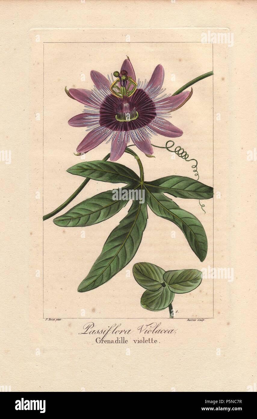 Perfume passionflower, Passiflora violacea (Passiflora caerulea x Passiflora racemosa). Handcoloured stipple engraving on copper by Barrois from a botanical illustration by Pancrace Bessa from Mordant de Launay's 'Herbier General de l'Amateur,' Audot, Paris, 1820. The Herbier was published from 1810 to 1827 and edited by Mordant de Launay and Loiseleur-Deslongchamps. Bessa (1772-1830s), along with Redoute and Turpin, is considered one of the greatest French botanical artists of the 19th century. Stock Photo
