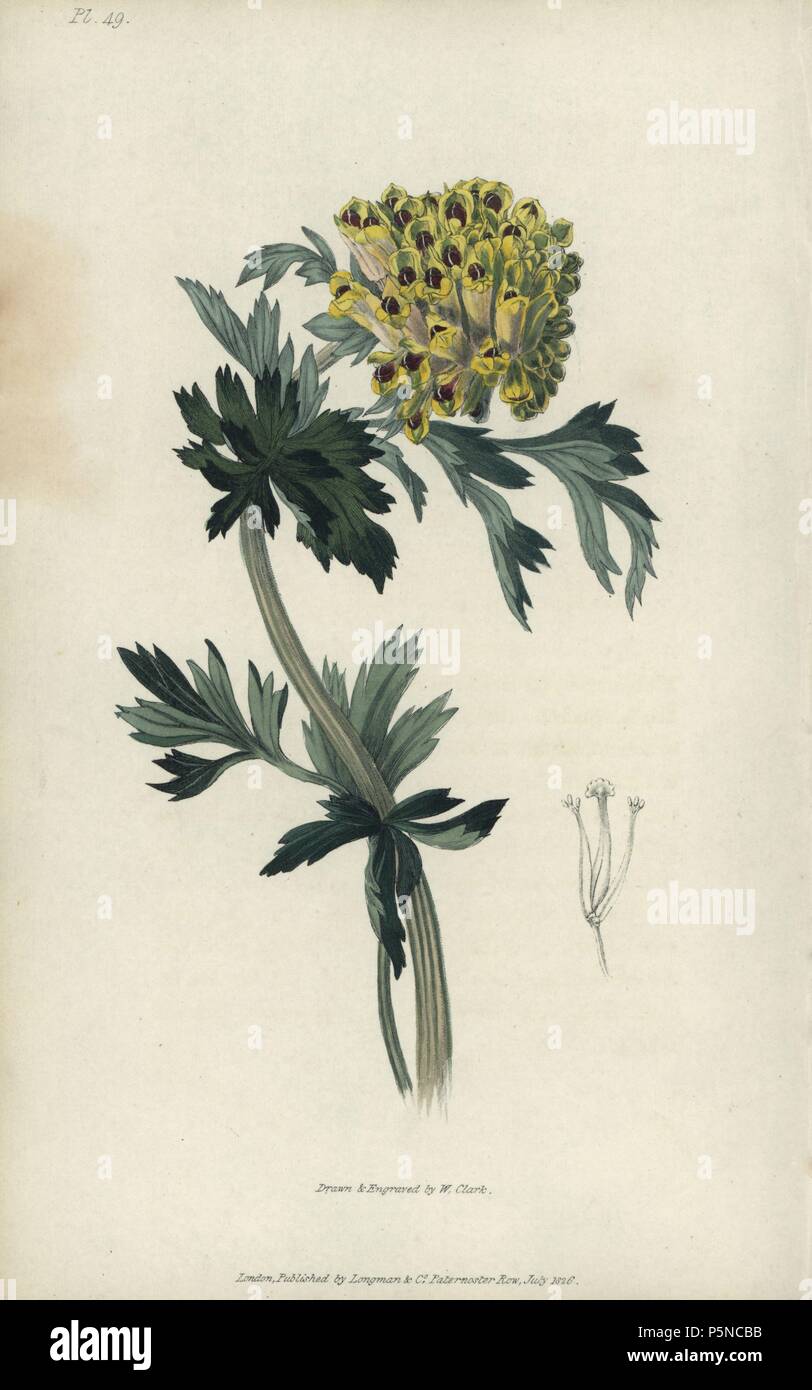 Siberian corydalis, Corydalis nobilis. Handcoloured botanical illustration drawn and engraved by William Clark from Richard Morris's 'Flora Conspicua' London, Longman, Rees, 1826. William Clark was former draughtsman to the London Horticultural Society and illustrated many botanical books in the 1820s and 1830s. Stock Photo