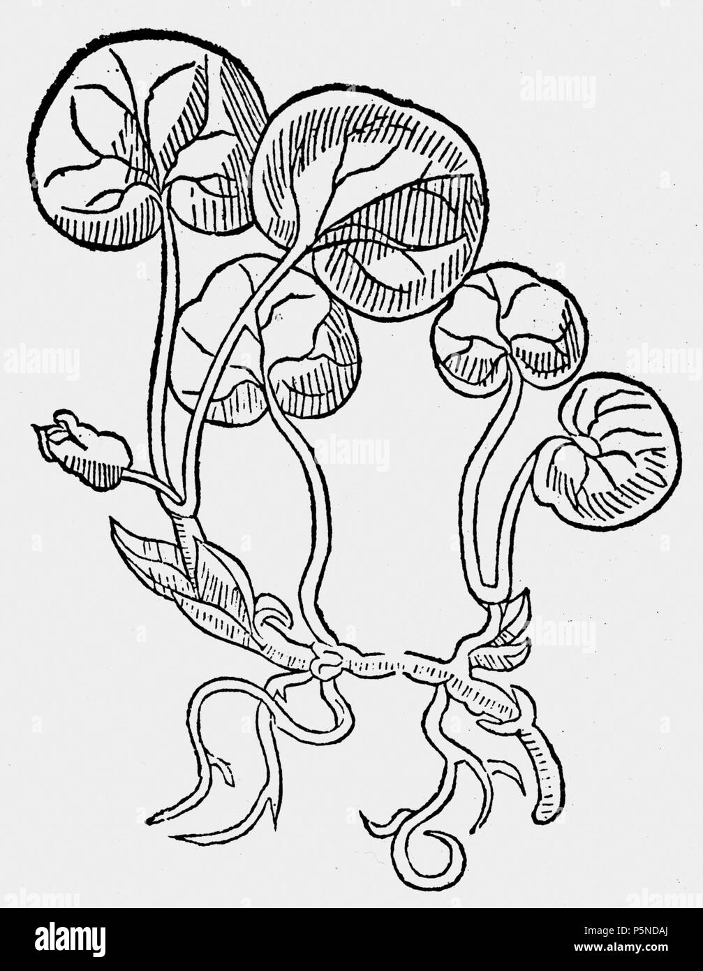 Flora taxonomy illustration Black and White Stock Photos & Images - Alamy