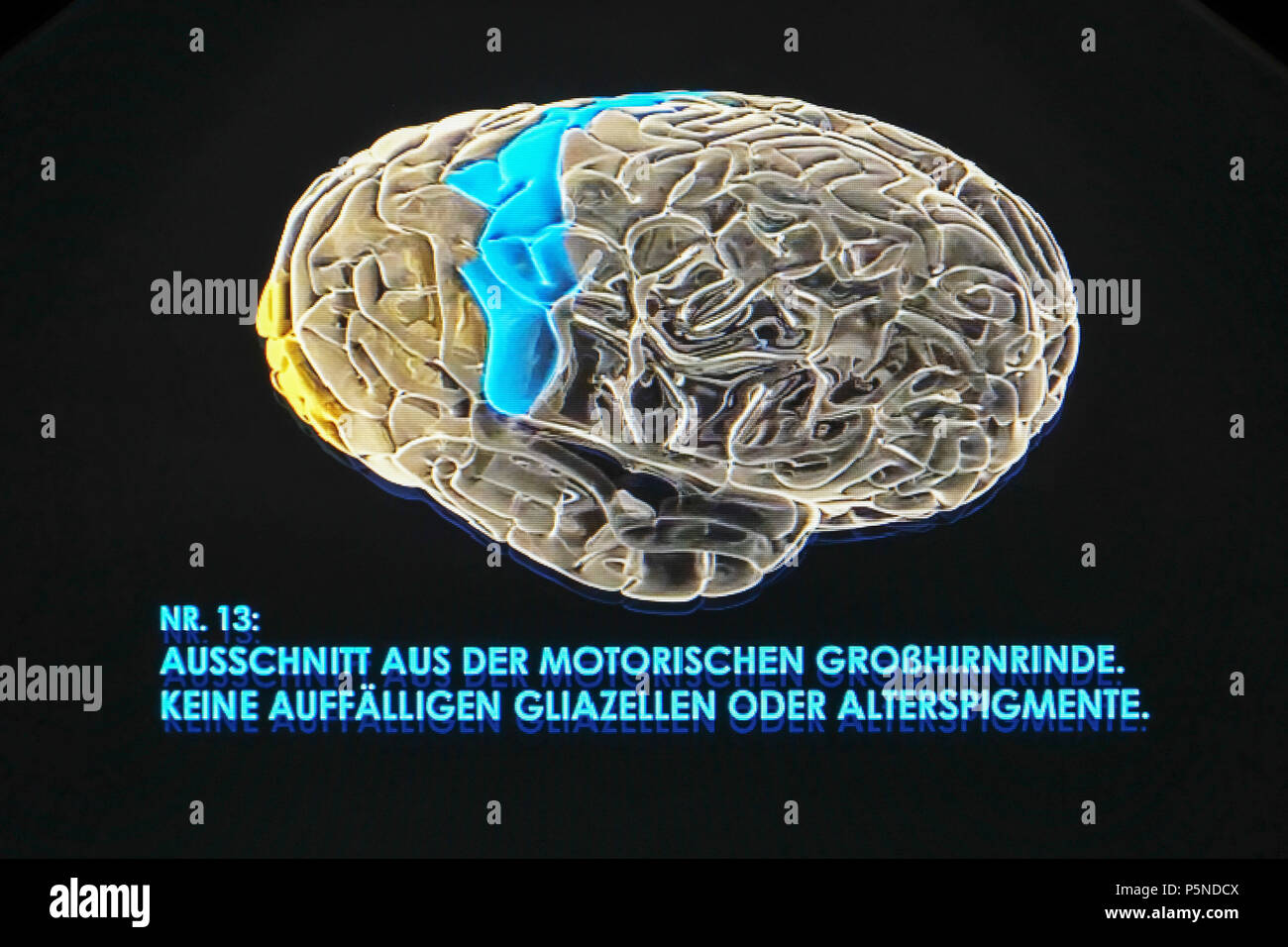 A three-dimensional hologram of the brain of Albert Einstein (1879-1955) is shown in the exhibition 'The Brain - Intelligence, Awareness, Feeling' in the LWL Museum of Natural History, Münster, Germany, Jujy 2018 (Lender: Muetter Museum, Philadelphie) Stock Photo