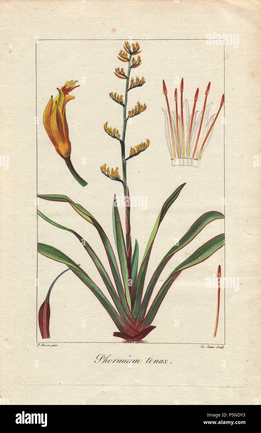 New Zealand flax, Phormium tenax, native to New Zealand and Norfolk Island. Handcoloured stipple engraving on copper by Le Jeune from a botanical illustration by Pancrace Bessa from Mordant de Launay's 'Herbier General de l'Amateur,' Audot, Paris, 1820. The Herbier was published from 1810 to 1827 and edited by Mordant de Launay and Loiseleur-Deslongchamps. Bessa (1772-1830s), along with Redoute and Turpin, is considered one of the greatest French botanical artists of the 19th century. Stock Photo