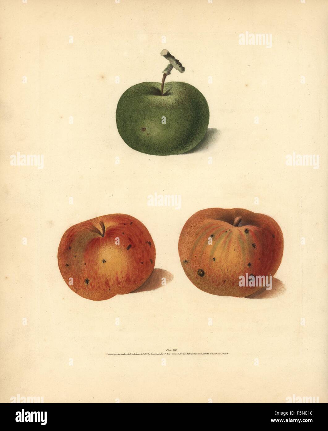 Apple varieties, Malus domestica: Rhenet Gray, Margill and Ripstone Pippin. Handcoloured stipple engraving of an illustration by George Brookshaw from his own 'Pomona Britannica,' London, Longman, Hurst, etc., 1817. The quarto edition of the original folio edition published from 1804-1812. Brookshaw (1751-1823) was a successful cabinet maker who disappeared in the 1790s before returning as a flower painter with the anonymous 'New Treatise on Flower Painting,' 1797. Stock Photo