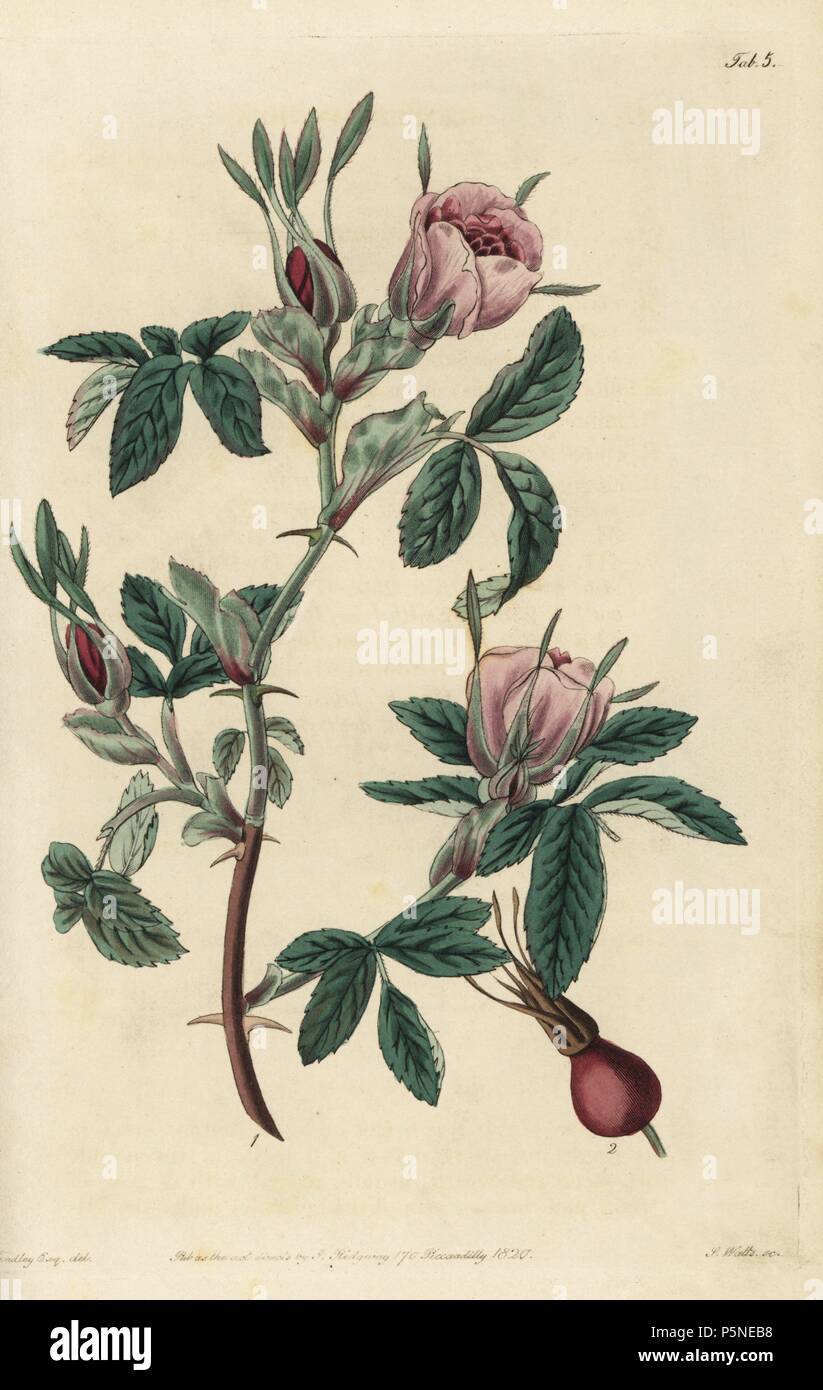 Cinnamon rose, Rosa cinnamomea, with flowers, buds, and rosehip. Handcoloured copperplate engraved by Watts from an illustration by John Lindley from his own 'Rosarum Monographia, or a Botanical History of Roses,' London, Ridgeway, 1820. Lindley (1799-1865) was an English botanist who specialized in roses and orchids. Lindley wrote and illustrated this monograph when just 22 years old. He went on to edit the 'Botanical Register' from 1829 to 1847. Stock Photo