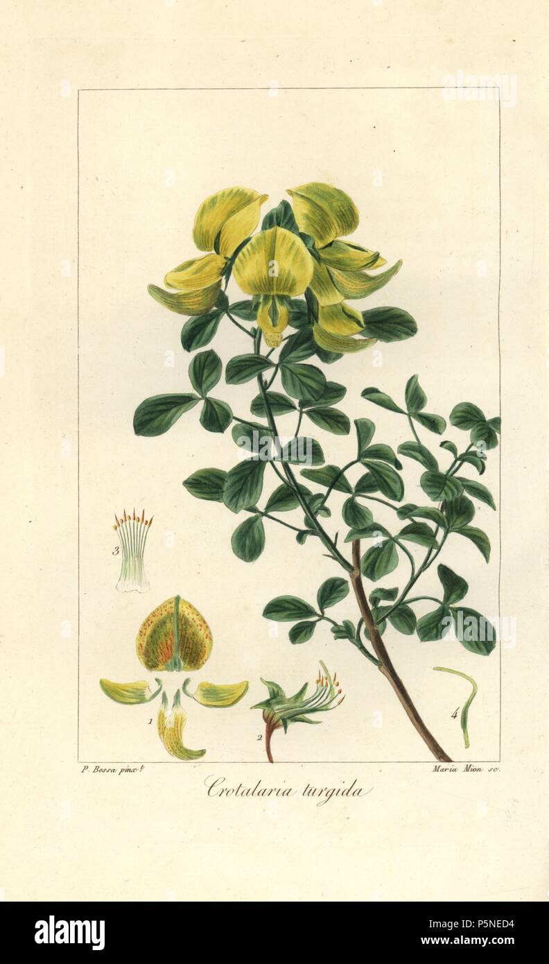 Rattlepod, Crotalaria turgida, native to Africa. Handcoloured stipple engraving on copper by Maria Mion from a botanical illustration by Pancrace Bessa from Mordant de Launay's 'Herbier General de l'Amateur,' Audot, Paris, 1820. The Herbier was published from 1810 to 1827 and edited by Mordant de Launay and Loiseleur-Deslongchamps. Bessa (1772-1830s), along with Redoute and Turpin, is considered one of the greatest French botanical artists of the 19th century. Stock Photo