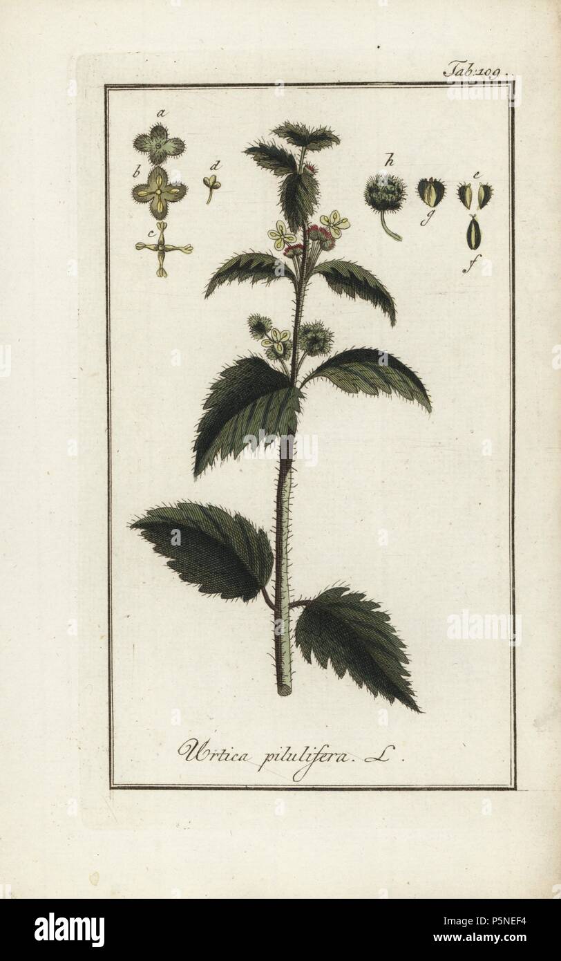 Roman nettle, Urtica pilulifera, native to southern Europe. Handcoloured copperplate botanical engraving from Johannes Zorn's 'Afbeelding der Artseny-Gewassen,' Jan Christiaan Sepp, Amsterdam, 1796. Zorn first published his illustrated medical botany in Nurnberg in 1780 with 500 plates, and a Dutch edition followed in 1796 published by J.C. Sepp with an additional 100 plates. Zorn (1739-1799) was a German pharmacist and botanist who collected medical plants from all over Europe for his 'Icones plantarum medicinalium' for apothecaries and doctors. Stock Photo