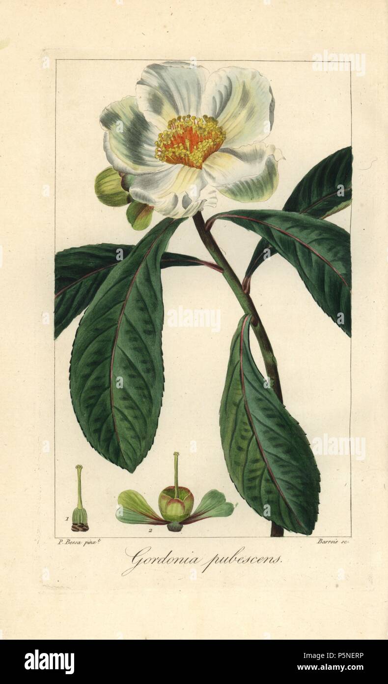 Franklin tree, Franklinia alatamaha, native to America, extinct in the wild. Handcoloured stipple engraving on copper by Barrois from a botanical illustration by Pancrace Bessa from Mordant de Launay's 'Herbier General de l'Amateur,' Audot, Paris, 1820. The Herbier was published from 1810 to 1827 and edited by Mordant de Launay and Loiseleur-Deslongchamps. Bessa (1772-1830s), along with Redoute and Turpin, is considered one of the greatest French botanical artists of the 19th century. Stock Photo