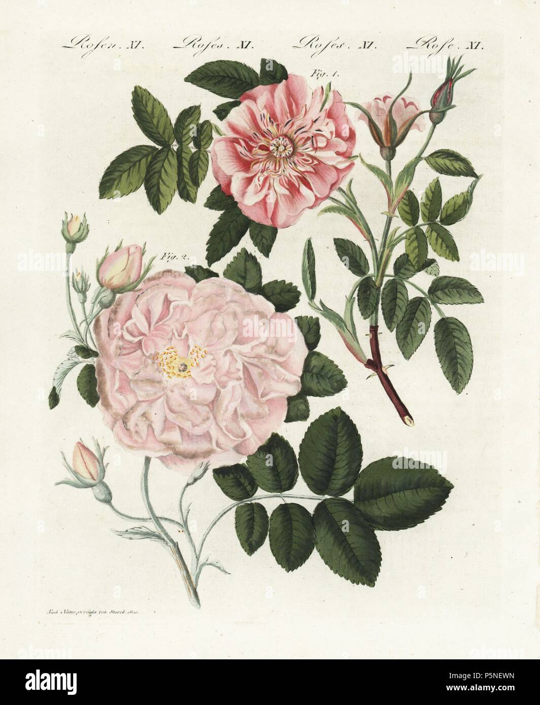 Cinnamon rose, Rosa majalis, and sweet briar, Rosa rubiginosa, Rosa umbellata flore carneo. Handcoloured copperplate engraving from an illustration drawn from nature by Stark from Bertuch's 'Bilderbuch fur Kinder' (Picture Book for Children), Weimar, 1790-1830. Friedrich Johann Bertuch (1747-1822) was a German publisher and man of arts most famous for his 12-volume encyclopedia for children illustrated with 1,200 engraved plates on natural history, science, costume, mythology, etc. Stock Photo