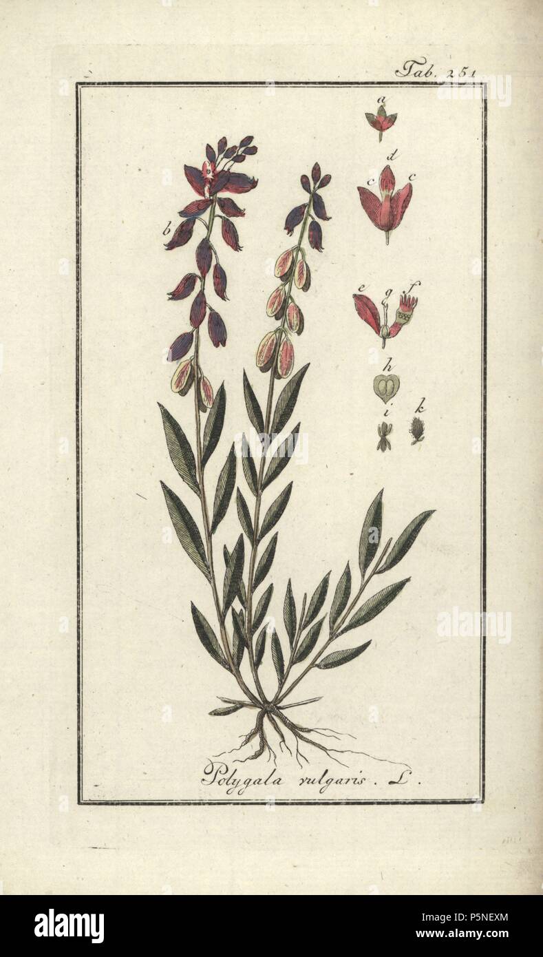 Common milkwort, Polygala vulgaris. Handcoloured copperplate botanical engraving from Johannes Zorn's 'Afbeelding der Artseny-Gewassen,' Jan Christiaan Sepp, Amsterdam, 1796. Zorn first published his illustrated medical botany in Nurnberg in 1780 with 500 plates, and a Dutch edition followed in 1796 published by J.C. Sepp with an additional 100 plates. Zorn (1739-1799) was a German pharmacist and botanist who collected medical plants from all over Europe for his 'Icones plantarum medicinalium' for apothecaries and doctors. Stock Photo